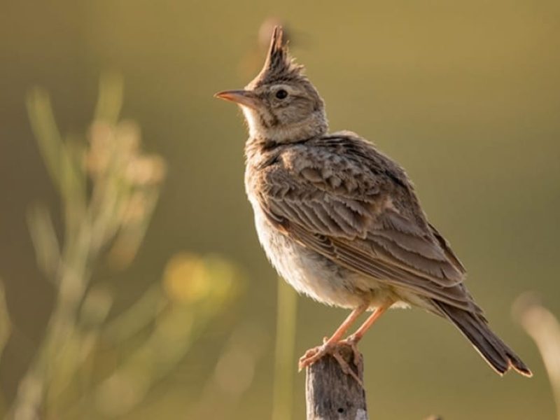 tutela dell'ambiente